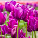 Tulip 'Negrita' - Harding & Bloom