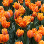 Tulip 'Orange Princess' - Harding & Bloom