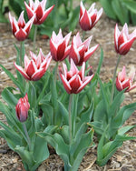 Tulip 'Peppermint Stick' - Harding & Bloom