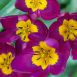 Tulip 'Persian Pearl' - Harding & Bloom