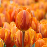 Tulip 'Prinses Irene' - Harding & Bloom