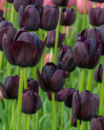 Tulip 'Queen of Night' - Harding & Bloom