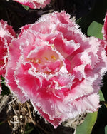 Tulip 'Queensland' - Harding & Bloom