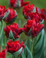 Tulip 'Rococo' Double - Harding & Bloom