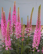 Veronica 'First Love' - Harding & Bloom