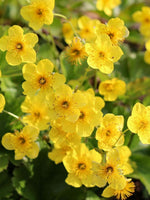 Waldsteinia ternata - Harding & Bloom