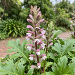 Acanthus mollis (Bear's Breeches) - Harding & Bloom