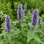 Agastache - ‘Blue Fortune’ (Giant Hyssop) - Harding & Bloom