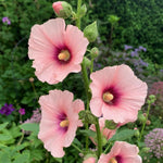 Alcea rosea - Mixed Pink Shades (Hollyhock) - Harding & Bloom