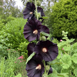 Alcea rosea - ‘Nigra’ (Hollyhock) - Harding & Bloom