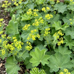 Alchemilla mollis (Lady's Mantle) - Harding & Bloom