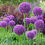 Allium 'Giganteum' (Giant Allium) - Harding & Bloom