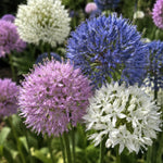 Allium 'Small Flowering Mix' - Harding & Bloom