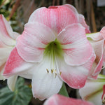 Amaryllis (Hippeastrum) 'Appleblossom' - Harding & Bloom