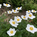 Anemone sylvestris (Windflower) - Harding & Bloom