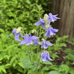 Aquilegia alpina (Columbine) - Harding & Bloom