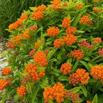 Asclepias tuberosa (Milkweed) - Harding & Bloom