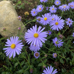 Aster alpinus - Harding & Bloom