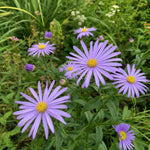 Aster × frikartii - ‘Mönch’ - Harding & Bloom