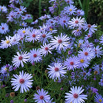 Aster - ‘Little Carlow’ - Harding & Bloom