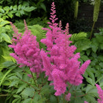 Astilbe - ‘Maggie Daley’ - Harding & Bloom
