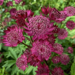 Astrantia major - ‘Claret’ (Masterwort) - Harding & Bloom