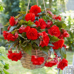 Begonia 'Pendula Red' (Double) – begonia tubers, main product photo (Harding & Bloom)