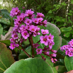 Bergenia cordifolia (Elephant's Ears) - Harding & Bloom