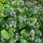Brunnera macrophylla (Siberian Bugloss) - Harding & Bloom