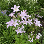 Campanula lactiflora - ‘Loddon Anna’ (Bellflower) - Harding & Bloom