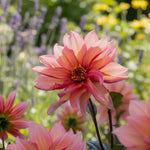 Dahlia 'Waltzing Mathilda' - Harding & Bloom