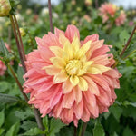 Dahlia 'Blushing Lady' (Decorative) - Harding & Bloom
