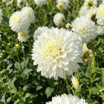 Dahlia 'Myama Fubuki' (Dinnerplate) - Harding & Bloom