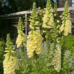 Digitalis grandiflora (Large Yellow Foxglove) - Harding & Bloom