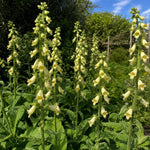 Digitalis lutea (Straw Foxglove) - Harding & Bloom