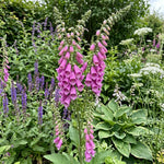 Digitalis purpurea - Pink (Foxglove) - Harding & Bloom