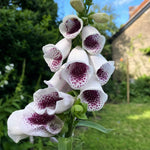 Digitalis purpurea - ‘Pam's Choice’ (Foxglove) - Harding & Bloom