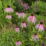 Echinacea pallida (Pale Purple Coneflower) - Harding & Bloom