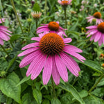 Echinacea purpurea - Purple-Red (Purple Coneflower) - Harding & Bloom
