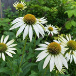 Echinacea purpurea - ‘White Swan’ (Coneflower) - Harding & Bloom