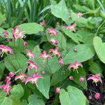 Epimedium rubrum (Barrenwort) - Harding & Bloom