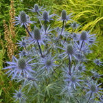 Eryngium planum (Sea Holly) - Harding & Bloom