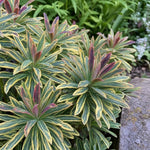 Euphorbia - ‘Ascot Rainbow’ (Spurge) - Harding & Bloom