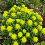 Euphorbia polychroma (Spurge) - Harding & Bloom