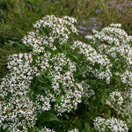 Eurybia divaricata (White Wood Aster) - Harding & Bloom