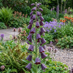 Fritillaria 'Purple Dynamite' (Shiny Persian Lily) - Harding & Bloom