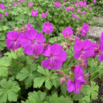Geranium macrorrhizum (Big-Root Cranesbill) - Harding & Bloom