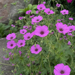 Geranium - ‘Patricia’ (Hardy Geranium) - Harding & Bloom