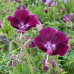 Geranium phaeum (Dusky Cranesbill) - Harding & Bloom