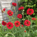 Geum - ‘Firestarter’ (Avens) - Harding & Bloom